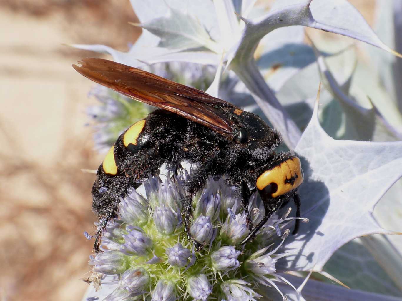 Giganti dei fiori: Megascolia e Xylocopa